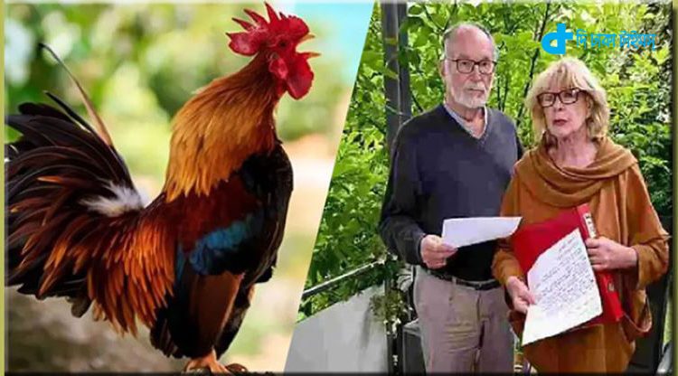 মোরগের ডাকে কান ঝালাপালা: মোরগের বিরুদ্ধেই মামলা! 1 মোরগের ডাকে কান ঝালাপালা: মোরগের বিরুদ্ধেই মামলা! 1