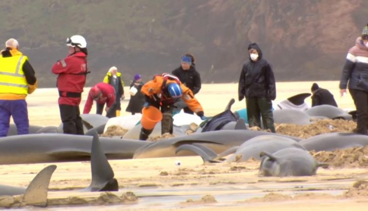 সৈকতে আটকা পড়ে স্কটল্যান্ডে ৫৫ তিমির মৃত্যু 1