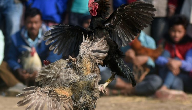 মোরগের ঠোকরে প্রাণ গেলো এক যুবকের! 1