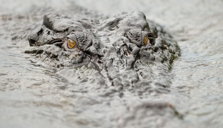 একটি নৌকা ছুটে চলছে অসংখ্য কুমিরের মাঝ দিয়ে! 1 একটি নৌকা ছুটে চলছে অসংখ্য কুমিরের মাঝ দিয়ে! 1