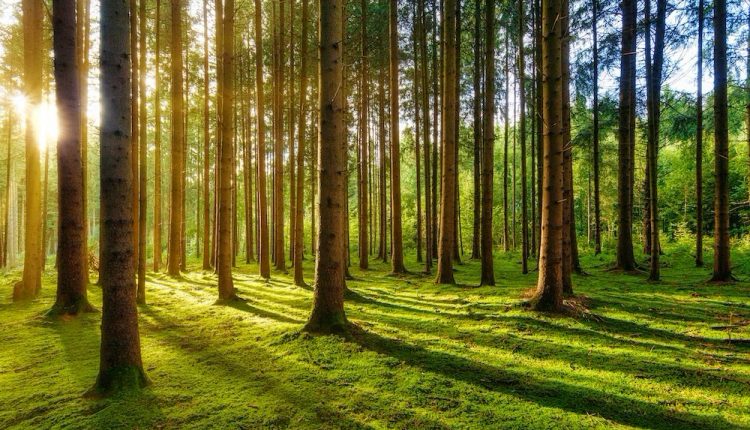 গাছ-গাছালীর মধ্যেই লুকিয়ে থাকে প্রাকৃতিক সৌন্দর্য 1