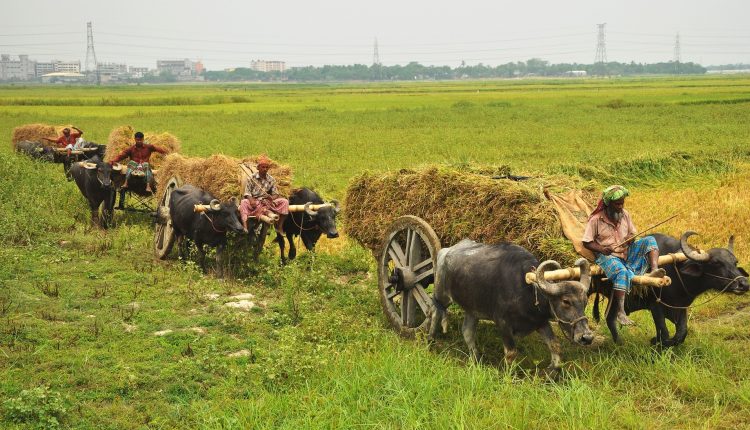 মহিষের গাড়ি: এখন বিলুপ্ত প্রায় 1