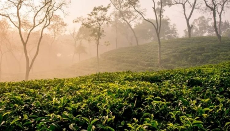 শীতের সকালে চা বাগানের দৃশ্য 1