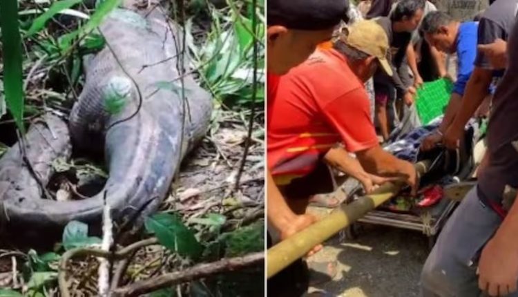 ৩ দিন আগে নিখোঁজ নারীকে সাপের পেট হতে উদ্ধার! 1