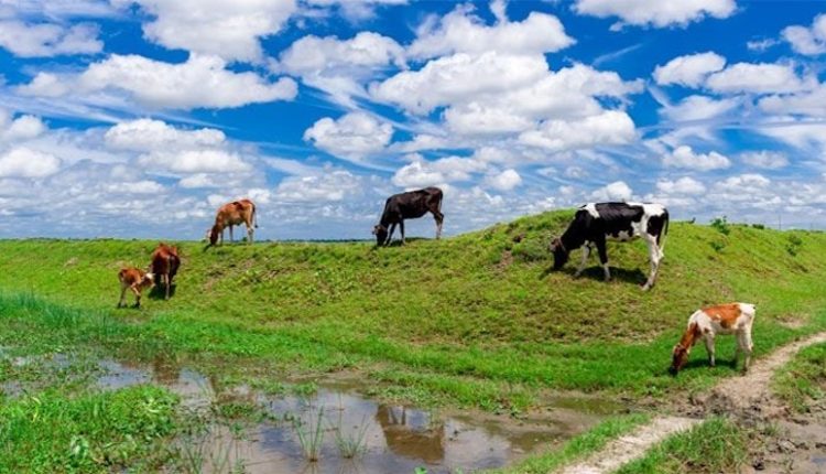 নীলাকাশ আর সবুজ ঘাস এক অপূর্ব দৃশ্য 1