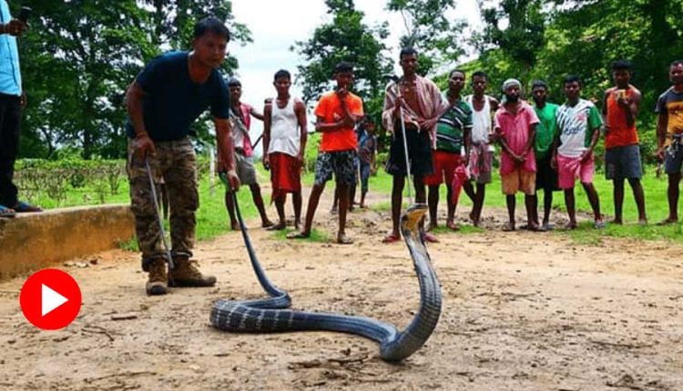 গোসাপের পিছু ধাওয়া করে বিপত্তি: ঘরে ঢুকে পড়লো ১১ ফুট লম্বা গোখরো! 1