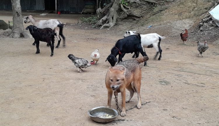 হাঁস-মুরগি-ছাগলের সঙ্গে এবার শেয়ালের বসবাস! 1