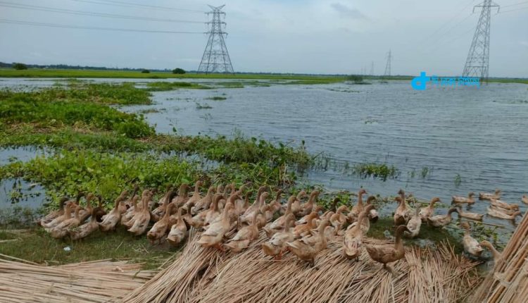 হাঁসের সম্পর্ক পানির সঙ্গে 1