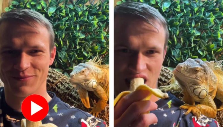 কলা দেখেই তরুণের কাঁধে উঠে পড়লো এক বিশাল গিরগিটি! 2