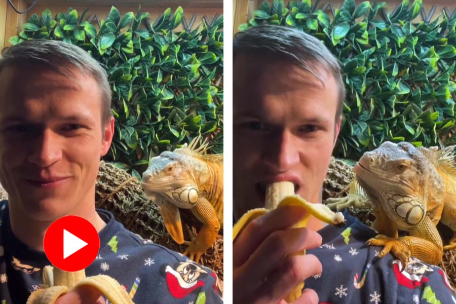 কলা দেখেই তরুণের কাঁধে উঠে পড়লো এক বিশাল গিরগিটি! 1