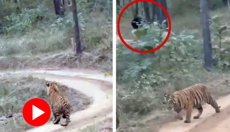 বিশাল জোড়া কালো প্রাণীর ভয়ে লেজ গুটিয়ে দৌড় বনের রাজার! 1