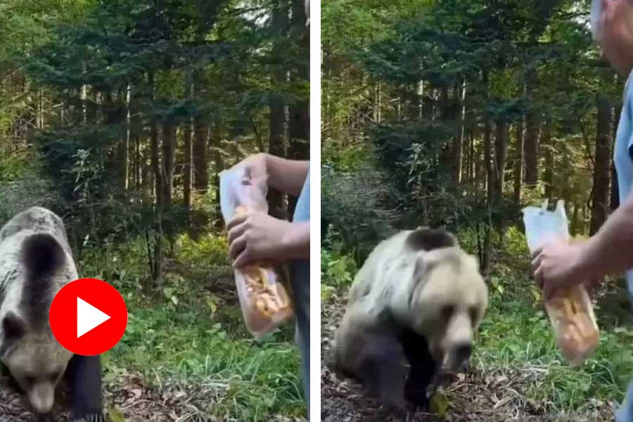 গাড়ি থামিয়ে খাবার দিতে গিয়েছিলেন এক যুবক: খাবার ছেড়ে তাকেই আক্রমণ করলো ভালুক! 43