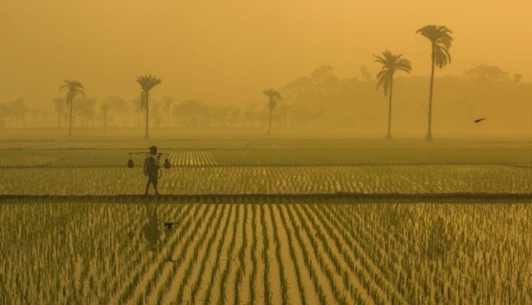 শীতের সকালে ধানের ক্ষেত 1