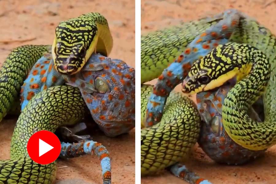 কোটি টাকার তক্ষক বনাম সাপের ভয়ংকর যুদ্ধে জিতলো কে? 35