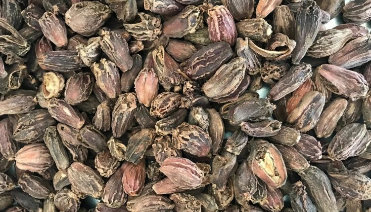 কনকনে শীতেও স্বস্তির কারণ হতে পারে বড় এলাচ! 1 কনকনে শীতেও স্বস্তির কারণ হতে পারে বড় এলাচ! 1