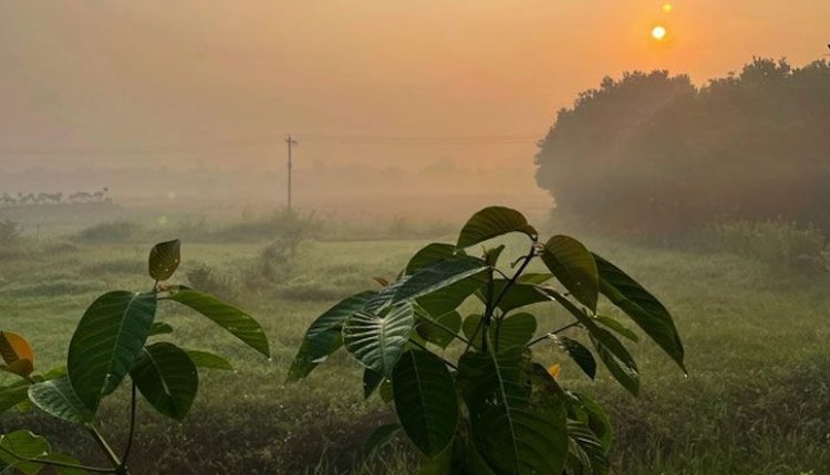 কুয়াশাচ্ছন্ন এক শীতের সকাল 1