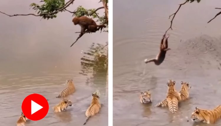 পানিতে শিকারি- উপরে গাছে শিকার! চার বাঘকে ‘টুপি পরিয়ে’ খাবার নিয়ে পালালো বাঁদর! 2