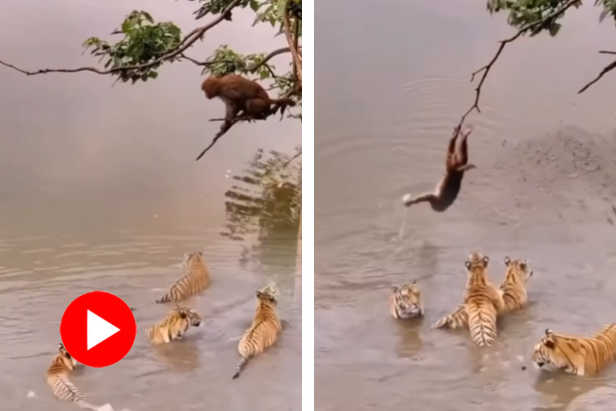 পানিতে শিকারি- উপরে গাছে শিকার! চার বাঘকে ‘টুপি পরিয়ে’ খাবার নিয়ে পালালো বাঁদর! 1