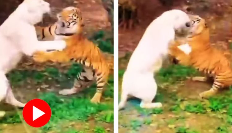 জঙ্গলে ভয়ঙ্কর ‘যুদ্ধ’ সাদা সিংহ ও বাঘের! 1 জঙ্গলে ভয়ঙ্কর ‘যুদ্ধ’ সাদা সিংহ ও বাঘের! 1