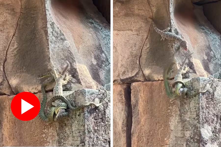 বন্ধুকে বাঁচাতে গিয়ে সাপের সঙ্গে লড়াই! 29