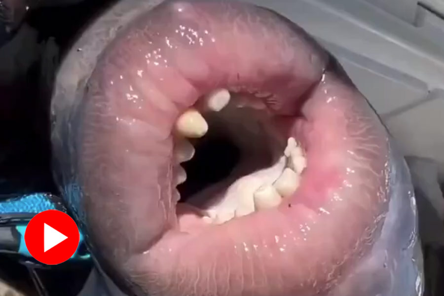 অদ্ভুত প্রাণী হাঁ করতেই বেরিয়ে এলো ‘মানুষের’ দাঁতের মতো সারি! 7