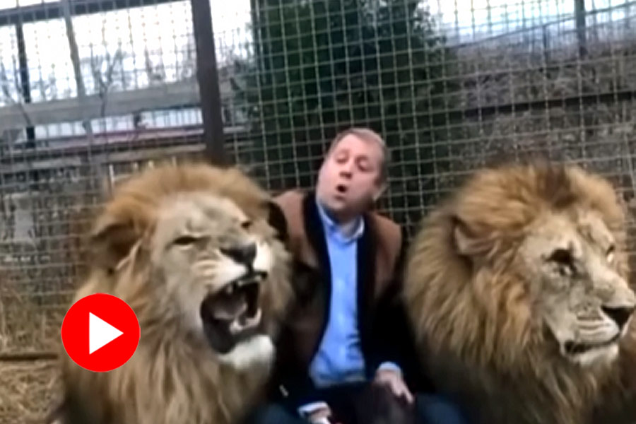 এক ঘায়ে হয়ে গেলো ঠাণ্ডা! অবাধ্য পশুরাজদের এক পাটি জুতা দিয়েই ‘শিক্ষা’ যুবকের! 7