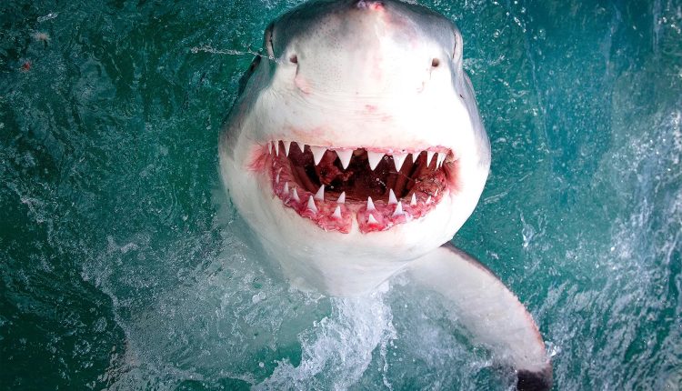 হাঙরের সঙ্গে সেলফির শখ মেটাতে গিয়ে যা ঘটলো প্রৌঢ়ের সঙ্গে! 1 হাঙরের সঙ্গে সেলফির শখ মেটাতে গিয়ে যা ঘটলো প্রৌঢ়ের সঙ্গে! 1