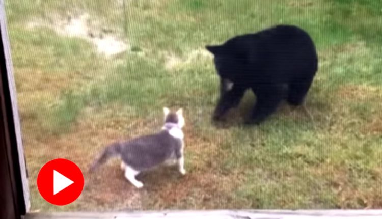 বিড়ালের তাড়া খেয়ে পালালো ভালুক! 1 বিড়ালের তাড়া খেয়ে পালালো ভালুক! 1