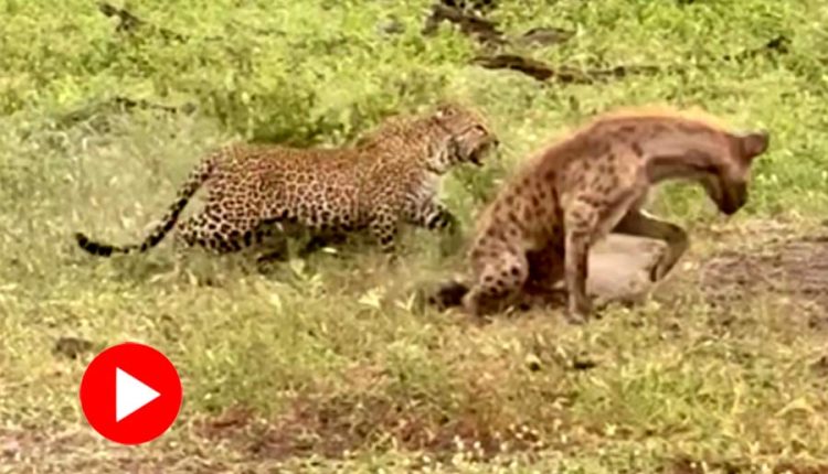 শাবককে বাঁচানোর জন্য হায়নার সঙ্গে লড়াই মা চিতাবাঘের! 1 শাবককে বাঁচানোর জন্য হায়নার সঙ্গে লড়াই মা চিতাবাঘের! 1