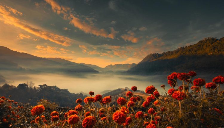 ফুল ও আকাশ মিলে হয়েছে একাকার! 11