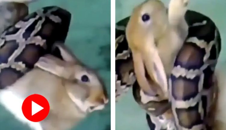 অজগরের প্যাঁচে পড়ে ছটফট করছে খরগোশ! 1 অজগরের প্যাঁচে পড়ে ছটফট করছে খরগোশ! 1