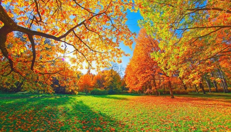 সবুজ ঘাসে লাল পাতা 2