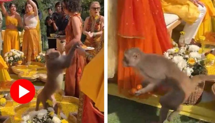 গায়েহলুদের অনুষ্ঠানে অনাহূত অতিথি! খাবার চুরি করে পালালো এক বাঁদর! [ভিডিও] 1