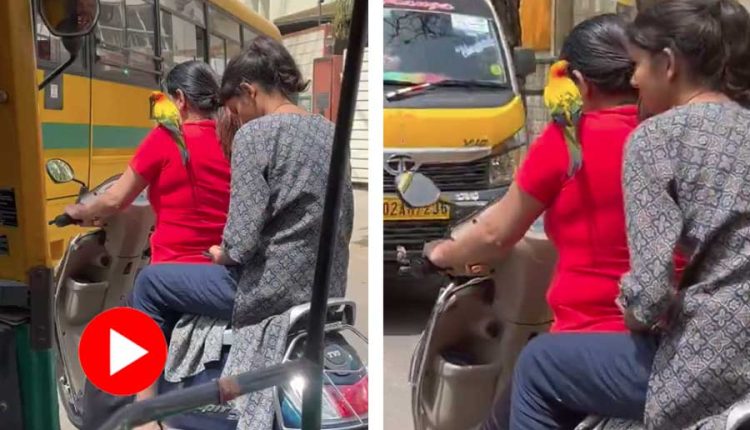 কাঁধে টিয়া বসিয়ে হেলমেট ছাড়াই স্কুটার চালাচ্ছেন তরুণী! 1