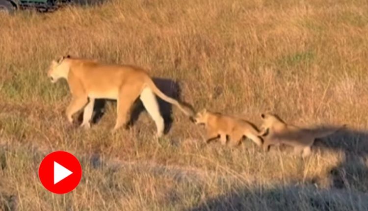 মায়ের লেজ ধরেই সারি বেঁধে ‘বনের রানি’র পিছু নিল সিংহশাবকরা! 1 মায়ের লেজ ধরেই সারি বেঁধে ‘বনের রানি’র পিছু নিল সিংহশাবকরা! 1