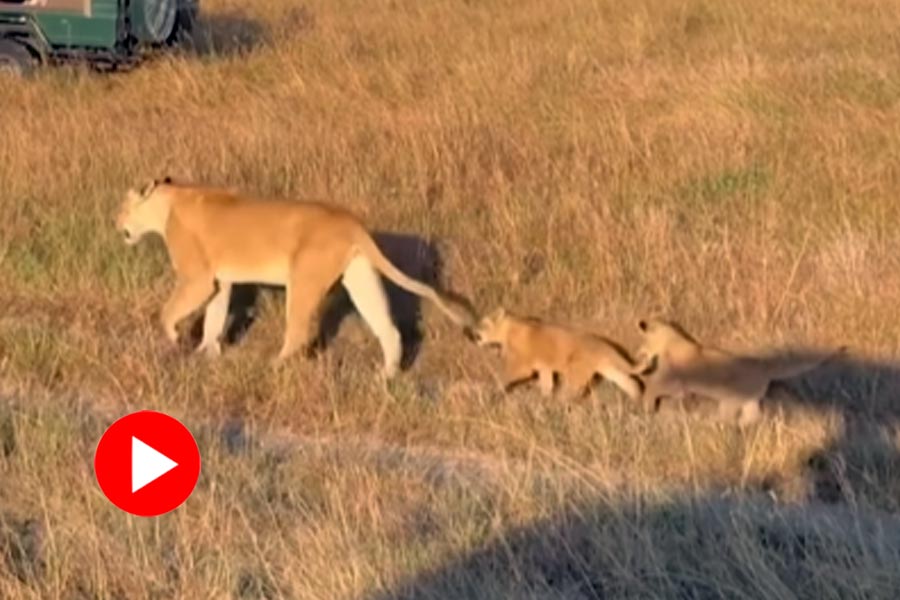 মায়ের লেজ ধরেই সারি বেঁধে ‘বনের রানি’র পিছু নিল সিংহশাবকরা! 30