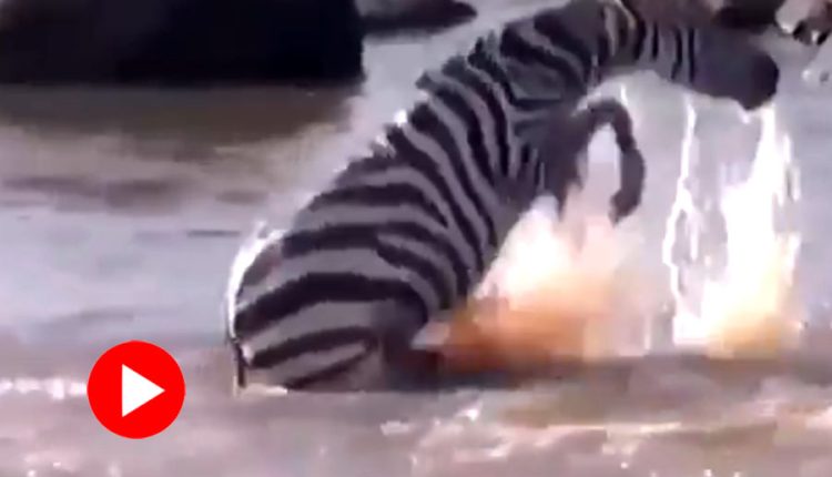 শিকারির হাত থেকে বাঁচতে ডাঙায় উঠেও রেহায় পেলো না জেব্রা! [ভিডিও] 29