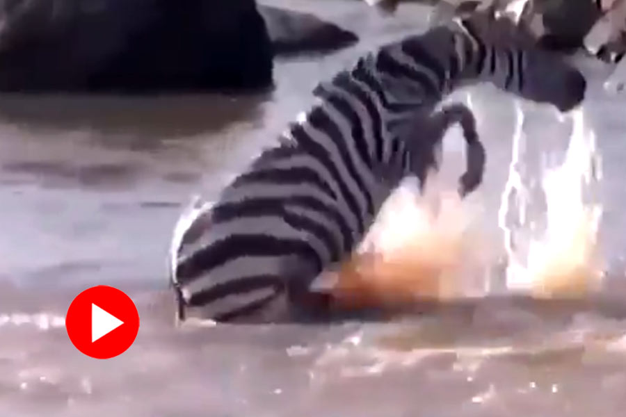 শিকারির হাত থেকে বাঁচতে ডাঙায় উঠেও রেহায় পেলো না জেব্রা! [ভিডিও] 28