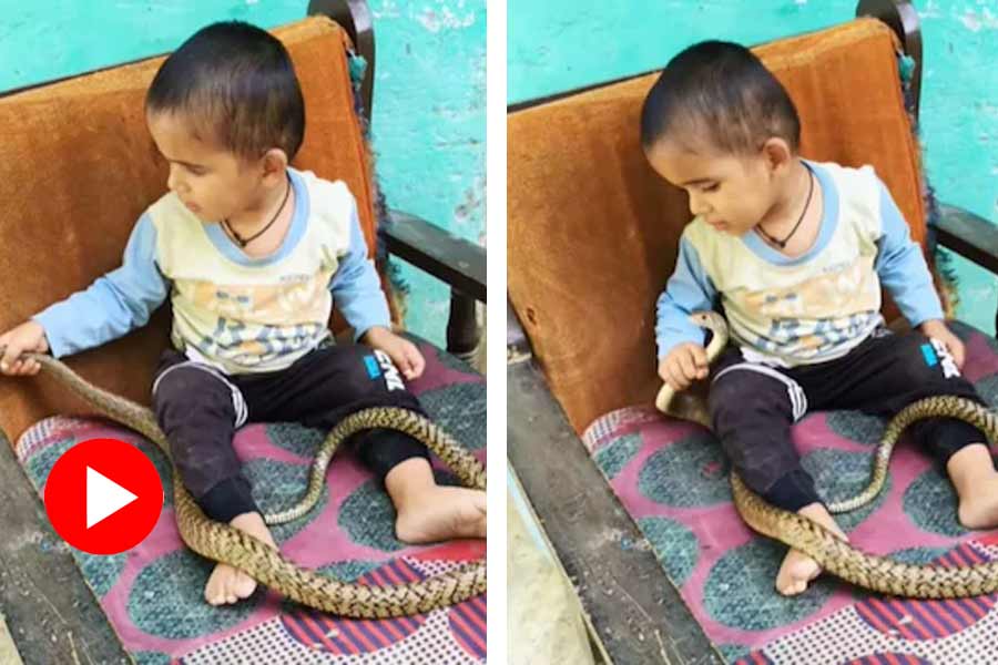 গলায় জড়ানো বিষধর সাপের সঙ্গে শিশুর খুনসুটি! অজান্তেই বিপদ নিয়ে খেললো শিশু? 16