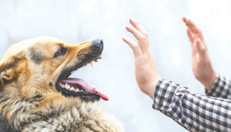 জলাতঙ্কের বিপদ কাটাতে শুধু একটি প্রতিষেধকই নয়- সম্পূর্ণ করতে হবে পুরো কোর্স 1 জলাতঙ্কের বিপদ কাটাতে শুধু একটি প্রতিষেধকই নয়- সম্পূর্ণ করতে হবে পুরো কোর্স 1