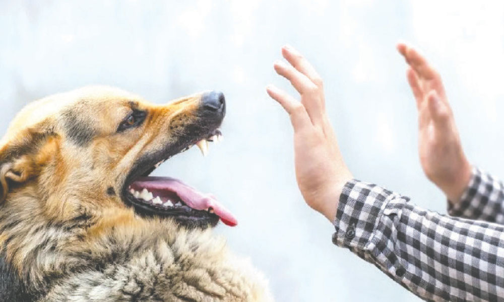 জলাতঙ্কের বিপদ কাটাতে শুধু একটি প্রতিষেধকই নয়- সম্পূর্ণ করতে হবে পুরো কোর্স 19