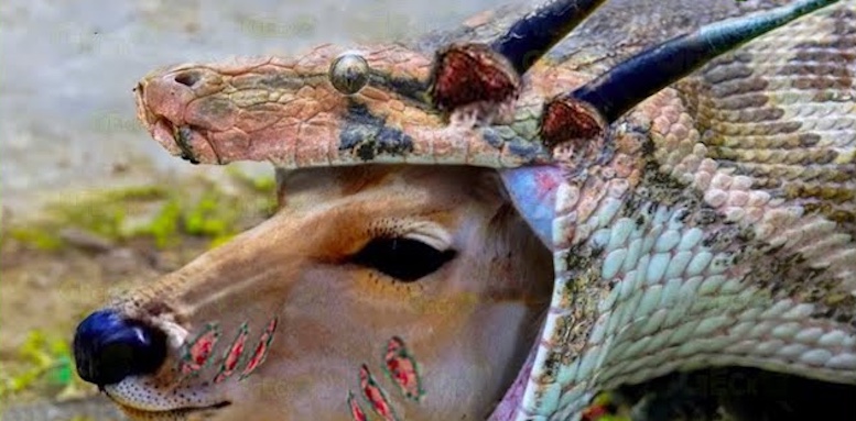 আস্ত ইম্পালা খেতে গিয়ে শিংয়ের খোঁচায় পেট ফুটো হয়ে প্রাণ গেলো অজগরের! 16