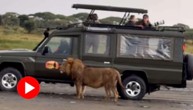 পর্যটকদের গাড়ি দেখে লুকিয়ে পড়লো সিংহ: দুই পশুরাজের লুকোচুরি খেলার ভিডিও ভাইরাল! 1 পর্যটকদের গাড়ি দেখে লুকিয়ে পড়লো সিংহ: দুই পশুরাজের লুকোচুরি খেলার ভিডিও ভাইরাল! 1