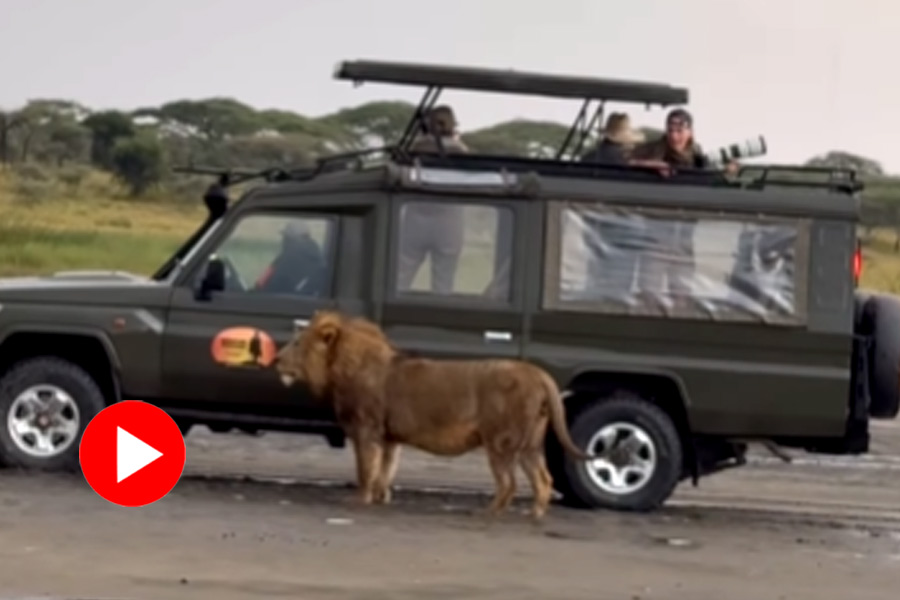 পর্যটকদের গাড়ি দেখে লুকিয়ে পড়লো সিংহ: দুই পশুরাজের লুকোচুরি খেলার ভিডিও ভাইরাল! 11