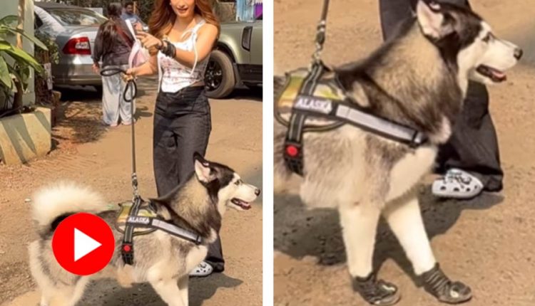 কুকুরকে দামি জুতো পরিয়ে প্রাতর্ভ্রমণ! 1 কুকুরকে দামি জুতো পরিয়ে প্রাতর্ভ্রমণ! 1