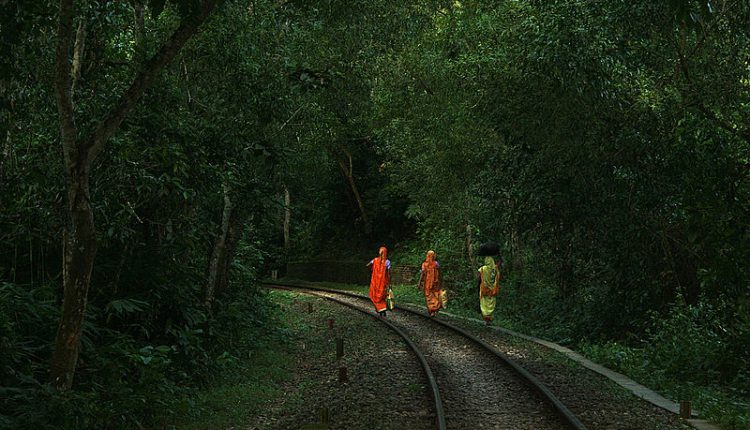 বনের মধ্যেদিয়ে চলে গেছে রেলপথ 1 বনের মধ্যেদিয়ে চলে গেছে রেলপথ 1