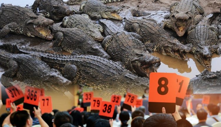 এবার নিলামে উঠলো ১০০ টন ওজনের জ্যান্ত কুমির! 29