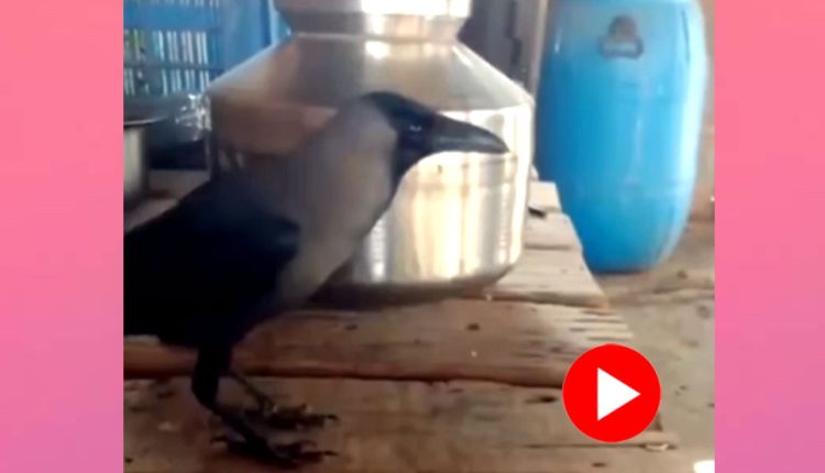 ময়না পাখির মতোই অবিকল মানুষের গলায় কথা বলছে পোষা কাক! [ভিডিও] 1