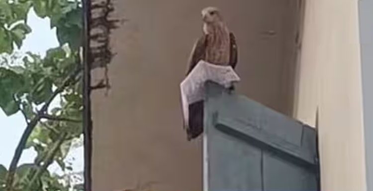 পরীক্ষার পূর্বে পরীক্ষার্থীর অ্যাডমিট কার্ড নিয়ে পালালো এক ঈগল! [ভিডিও] 8