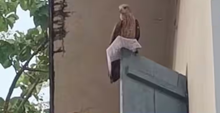 পরীক্ষার পূর্বে পরীক্ষার্থীর অ্যাডমিট কার্ড নিয়ে পালালো এক ঈগল! [ভিডিও] 7